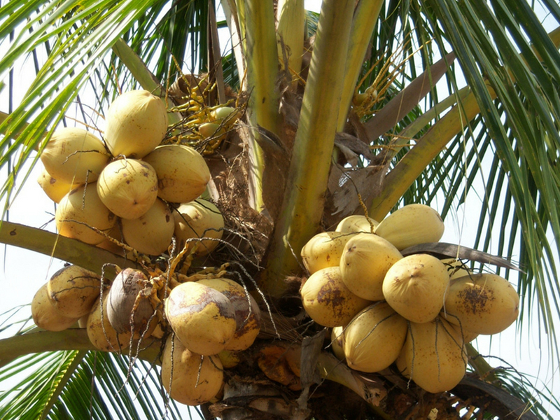 Landscape of Jamaica